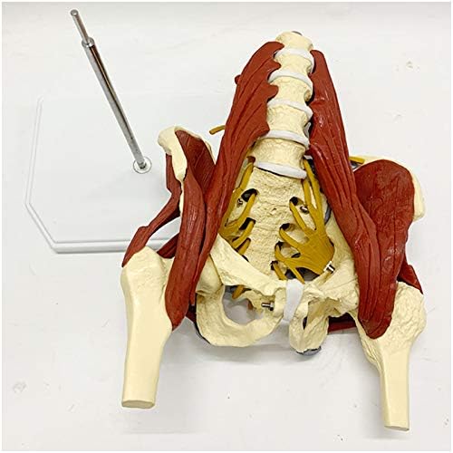 Модел на Лумбалния отдел на гръбначния Стълб KH66ZKY Модел на Мускулите на Таза за Възрастни с Костите на Таза