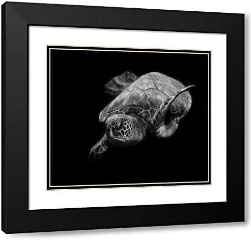 ArtDirect Черно-бял портрет на морска Костенурка 47x36 на Огромно платно в Галерейной опаковка Музейное изкуство Векслера, Робин