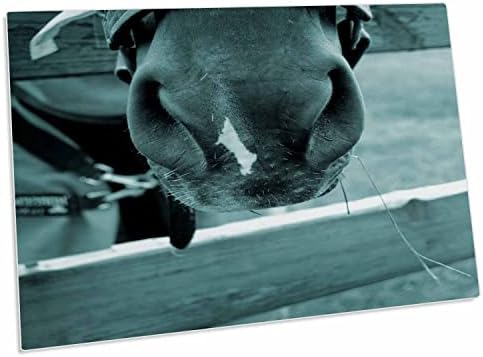 Муцуната на коня 3dRose с ограда за сено Синьо - Подложки за работния плот (dpd-162196-1)
