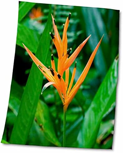 3роза Malcho Delimont - Растения - Оранжево папагал Геликония, Доминик. - Кърпи (twl-226570-3)