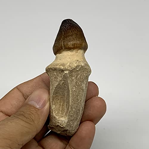 53,7 грама, 3,1 X1.2x1.1 Ископаемый зъб мозазавра Globidens (1,1x1x0.9) периода периода от Мароко, B23667