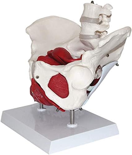модел орган Анатомическая модел на женски таз | Анатомическая модел | Модел на скелета на женския Таз | на Мускулите на тазовото дъно и Репродуктивните органи | Подв?