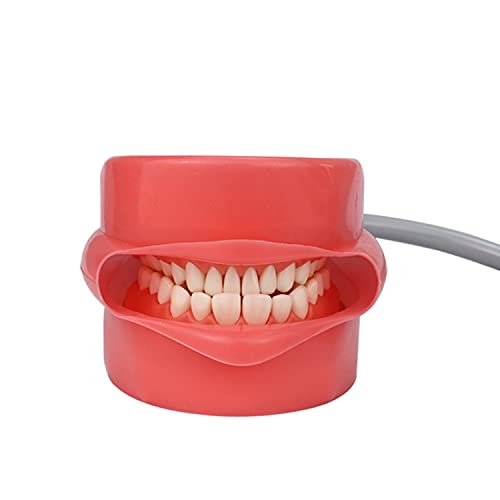 Стоматологичен Имитатор на Манекен Phantom Head -с Модел на зъбите Typodont, Регулируема на 360 Градуса, Затяга Стол за Стоматологични училища, Лабораторно обучение, Практиче?