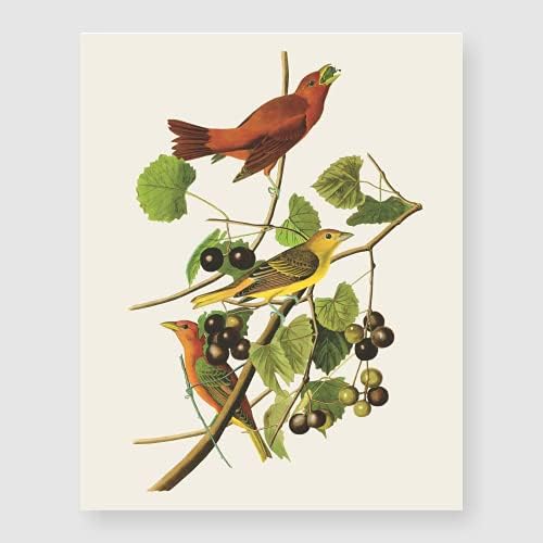 Bestbuddy Комплект за домашни любимци от 4 (8X10) птици-Малиновок Без рамка, Комплект с Ботаническата Принтом, Антикварни