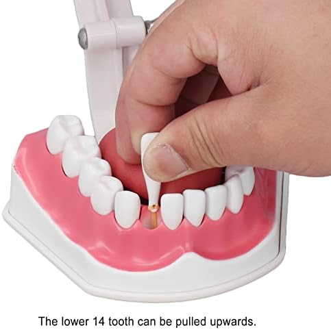 Модел на зъба Модел на Зъбите Практиката на Миене на Зъбите Образователен Инструмент за Изучаване на Стоматологията