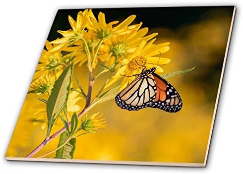3дрозная пеперуда-монарх на баттервиде. Природна зона Прери Ридж, Илинойс - Теракот (ct_346533_1)