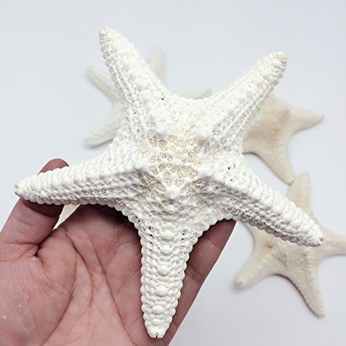 PEPPERLONELY 4 бр. Бяла Естествена морска звезда от Джунглата, 4 инча ~ 5-7 / 8 инча