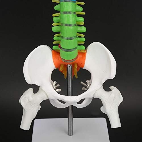 Модел на гръбначния стълб Oumefar, Миниатюрни Анатомическая модел на гръбначния стълб в Реален размер за Научна лаборатория с глави на таза и Бедрената кост, Мини-моде