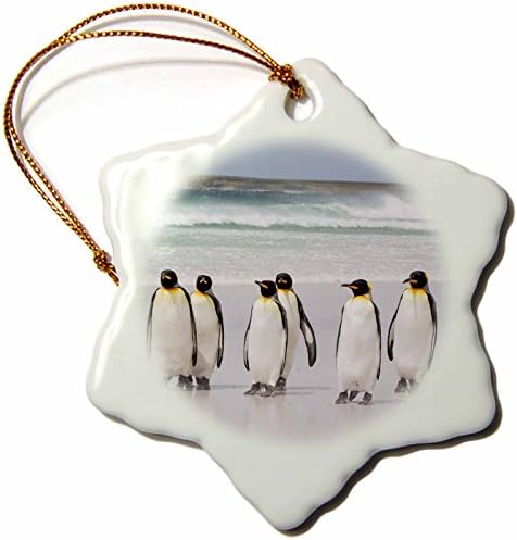 3. Кралски пингвини Фолклендските острови, Ходене по плажа с украса от Снежинки, 3
