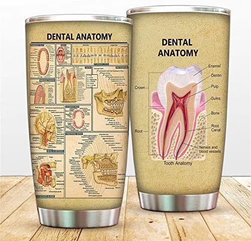 Чаша за Анатомия на зъбите MLGB С Вакуумна Изолация, Студентски Пътна Чаша за хигиена на устната кухина С капак, Кафеена Чаша за лекари и медицински Сестри с Двойни Ст