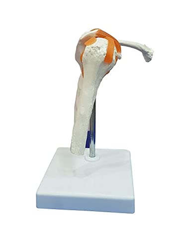 Модел на раменната става Saini_MEDICOS, Анатомическая модел от Гъвкав PVC-пластмаса с Пластмасова основа.