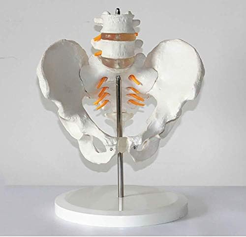 Анатомическая модел на таза Модел на Таза с 2 Сегментным Поясничным Межпозвоночным Подвижна Образователен Инструмент