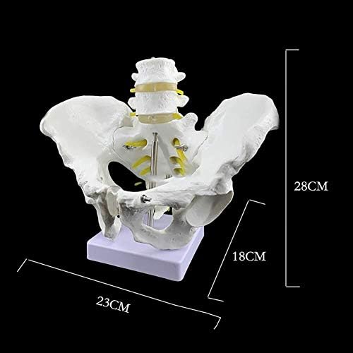 Анатомическая модел на Човешкото Таза на Женското Тяло 2 Секции Лумбална Модел на Таза Анатомическая модел за Здравно