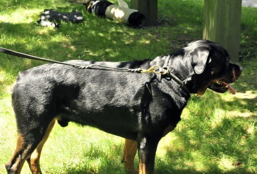 Dean and Tyler PREMIUM ДЕСПЕРАДО, нашийник-примката за кучета с месинг фитинги - Черен - Размер 28 инча на 1/2 инча в диаметър