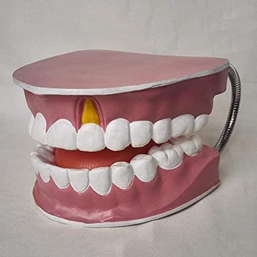 LumeCube Стандартна Стоматологичен Модел Зъби За Възрастни Демонстрация На Зъбите Устно Обучение Анатомическая