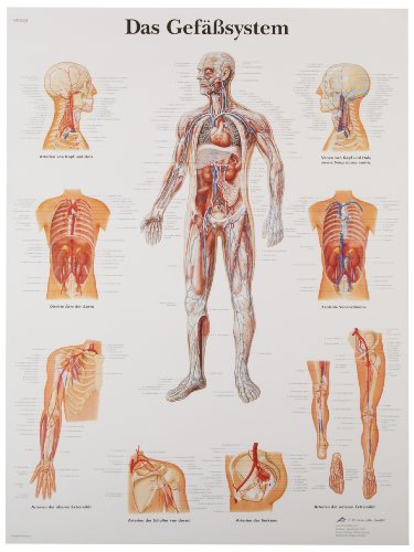 3Б Scientific VR0353UU Гланцирана хартия Das Gefaßsystem Anatomical (Анатомическая схема съдовата система, немски ), Размер на плакат 20 Ширина x 26 Височина