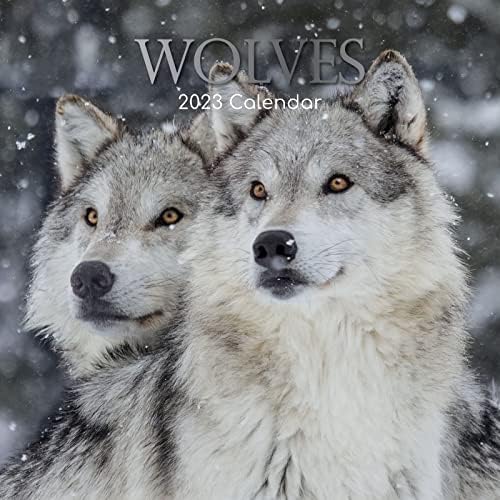 Квадратен стенен календар за 2023 година, Вълци, Тема на Животните на 16 месеца с 180 Стикери-Записки (12 х 12 см)