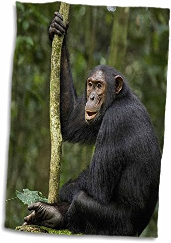 3дРоуз Уганда, щата Kibale, Северна Каролина. Възрастен шимпанзетата се вслушва в собственото си семейство. - Кърпи (twl-276642-3)