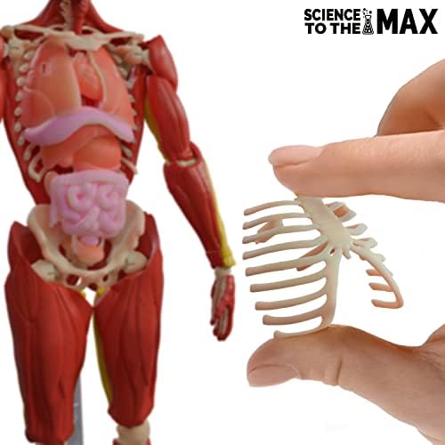 Било Страхотно! Играчки Онлайн Човешкото тяло - 60 части, Напълно располагаемая Анатомическая фигурка – Модел с височина 14