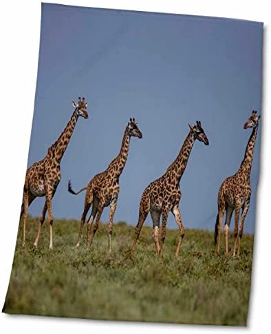 3розная Африка. Tanzania. Жирафи масай в Ндуту, Северна Каролина Серенгети. - Кърпи (twl-276565-3)