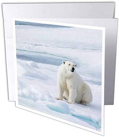 3. Норвегия, Свалбард, паковые лед, женска бяла мечка, морска мечка. - Поздравителна картичка с размери 6 на 6 сантиметра (gc_257848_5)