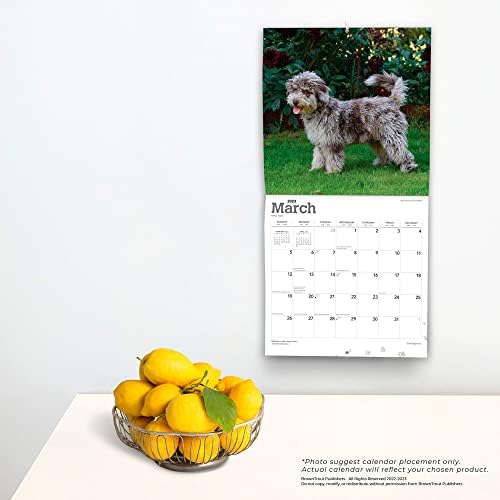 Cockapoos | 2023 12 x 24-Инчов Месечен Квадратен Стенен Календар за 2023 година | Кафява Пъстърва | Животни Породи