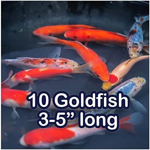 Смес от живи златни рибки Natural Waterscapes | Комплект за езерото рибки (10) 3-5 Жива риба | Смес Шубункин, Комети Голдфиш