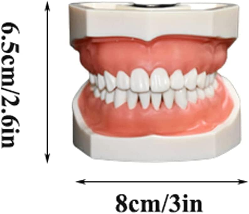 VNABO Модел на Зъб Устата на Обучението Режим Анатомия Модели на Зъба Учебни Помагала За Почистване на Зъбите Образователна